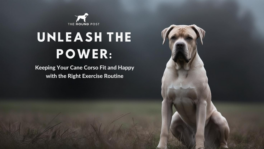 "Unleash the Power: Keeping Your Cane Corso Fit and Happy with the Right Exercise Routine"