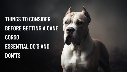 Before Getting a Cane Corso: Do's and Don'ts