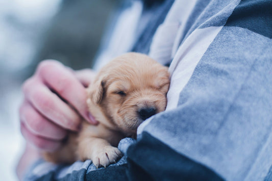 Understanding Parvo: A Comprehensive Guide for Puppy Owners