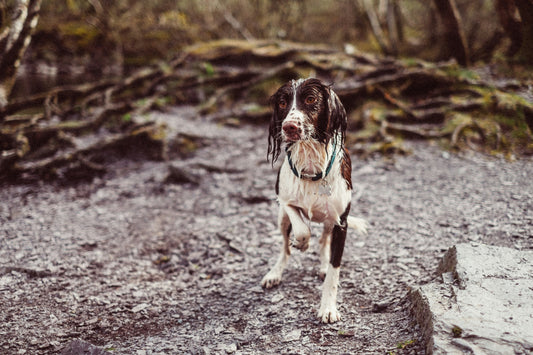 5 Top Essentials for Rainy Day Dog Walking