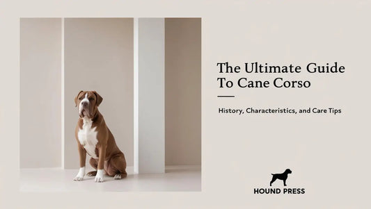 The Ultimate Guide to Cane Corso: History, Characteristics, and Care Tips