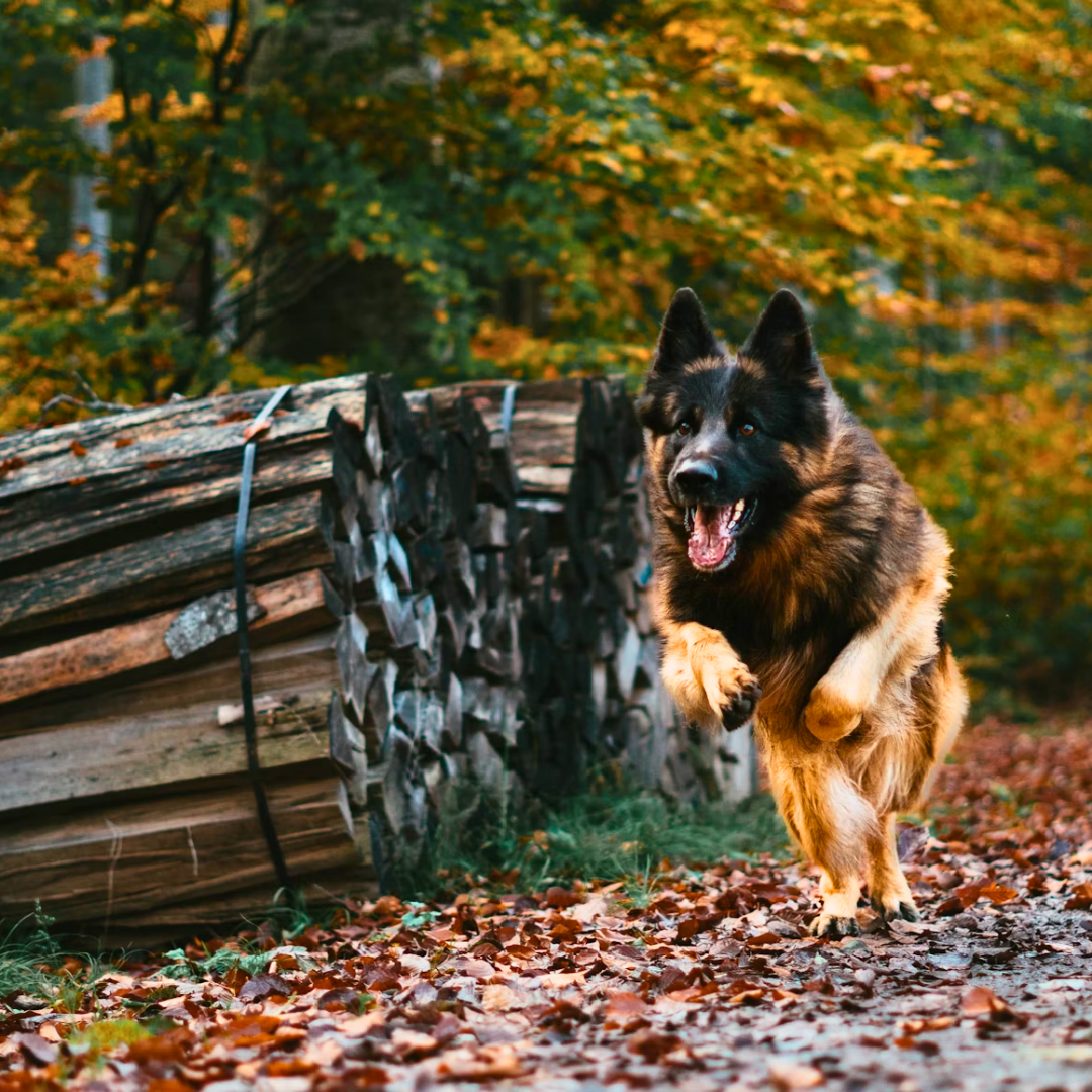Dog having fun in the woods