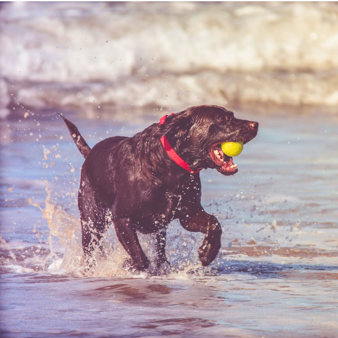 Waterproof Collar Dog Playing In Water